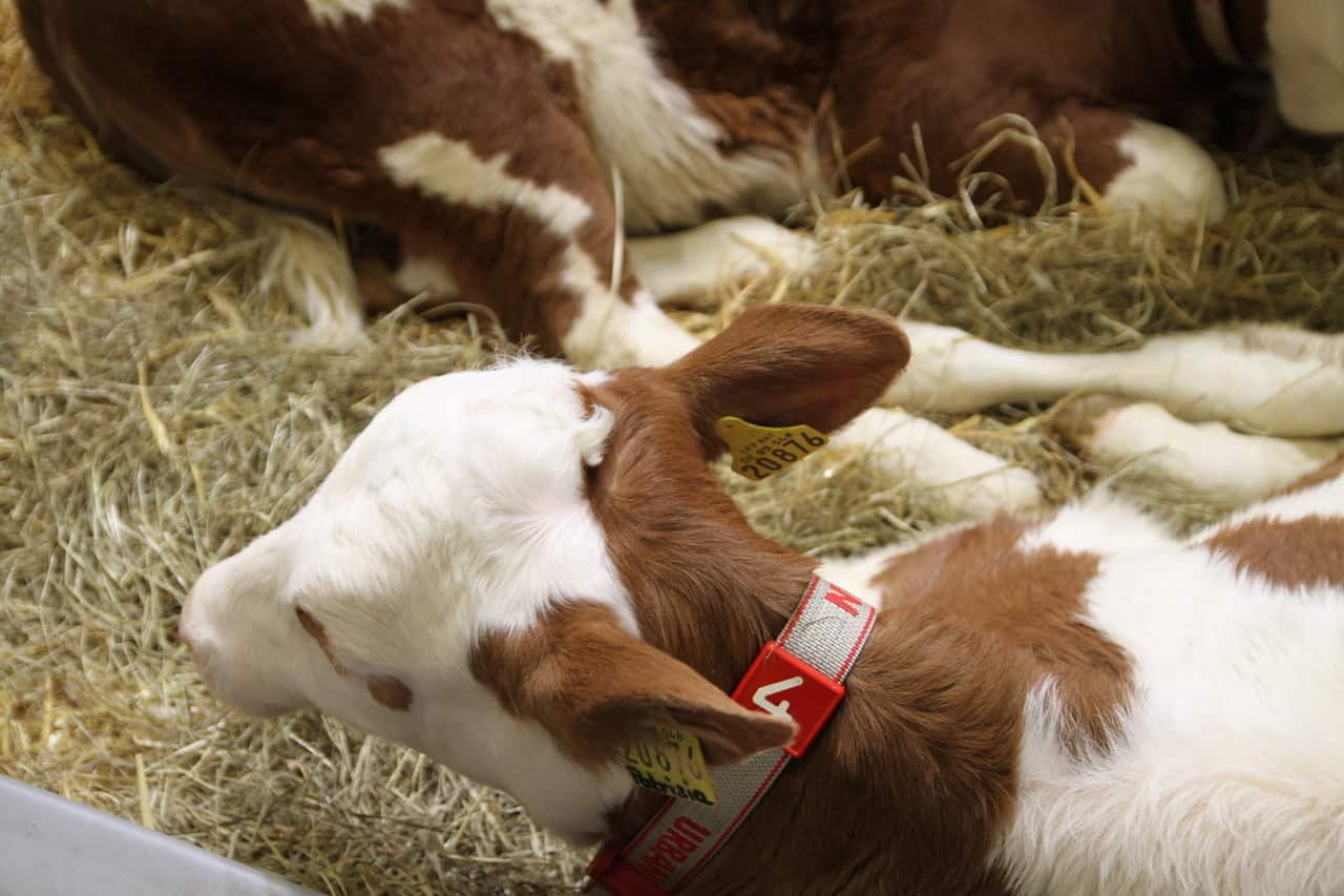 Kälbchen in der Tierhalle Grüne Woche Berlin