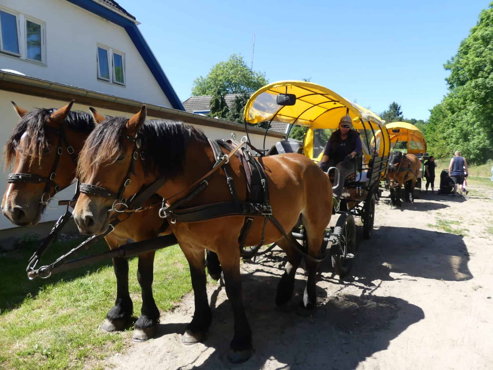 Pferdekutschen warten auf Touristen Insel Hiddensee