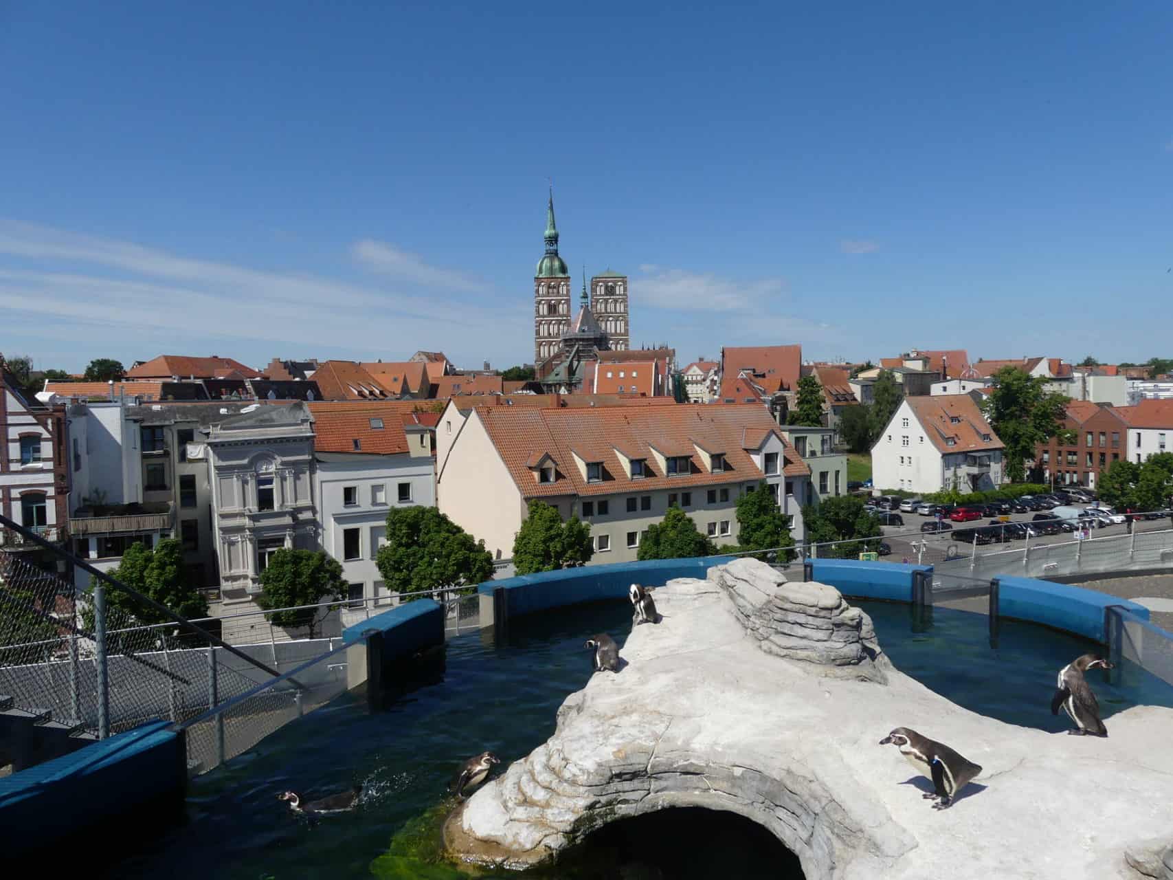 Pinguine im Ozeaneum Stralsund