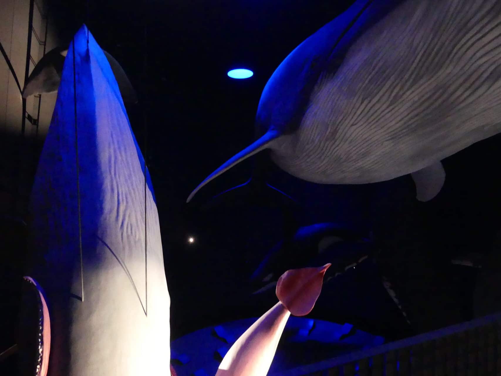 Wale Ozeaneum Stralsund