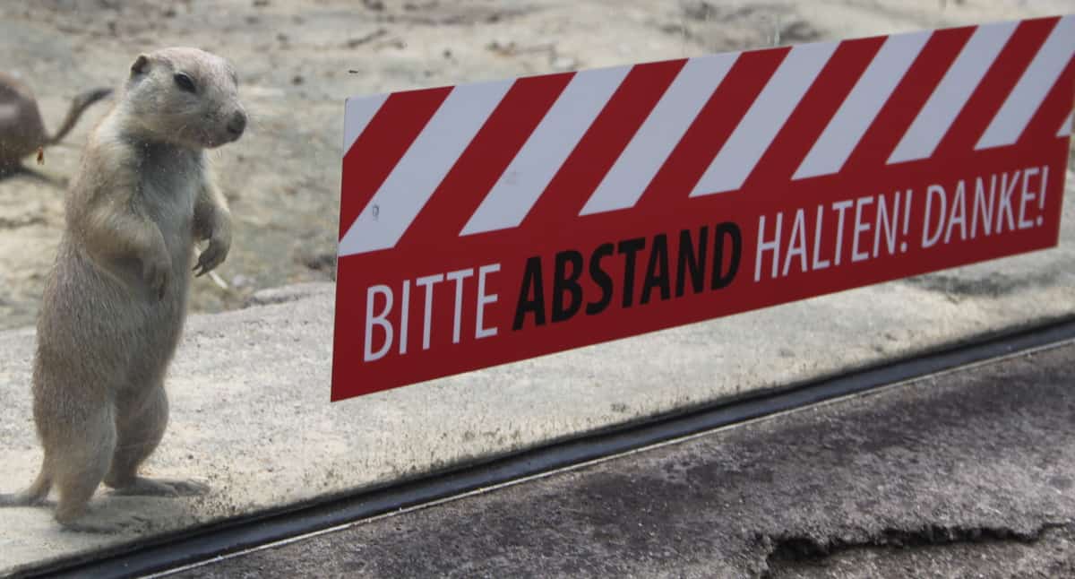 Tierpark Berlin (Erdmännchen hält Abstand)