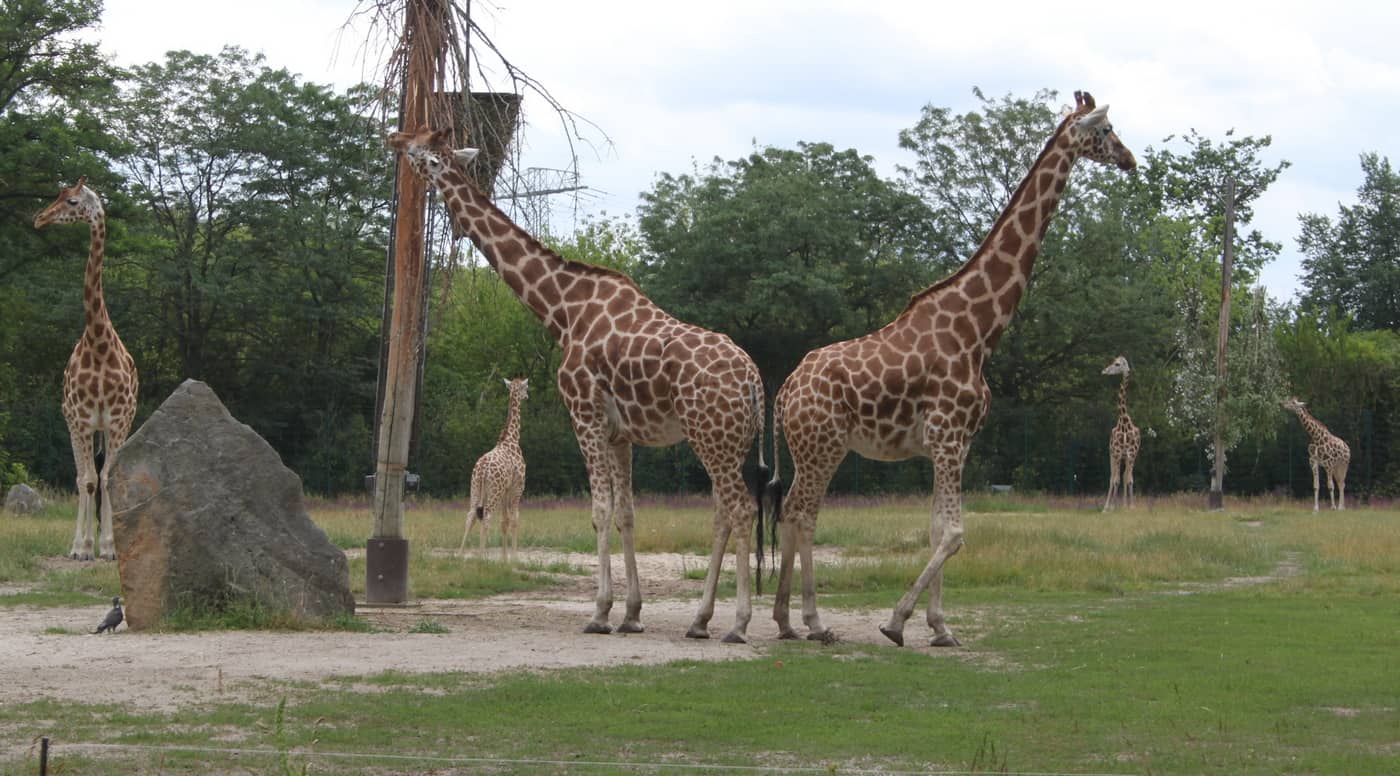 Tierpark Berlin (Giraffen-Familie 1)k