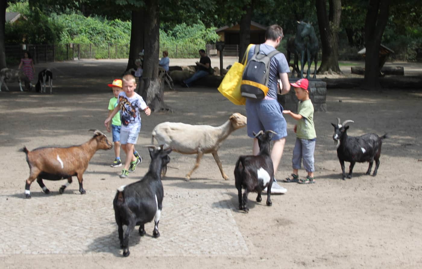 Tierpark Berlin (im Streichelzoo 1)k