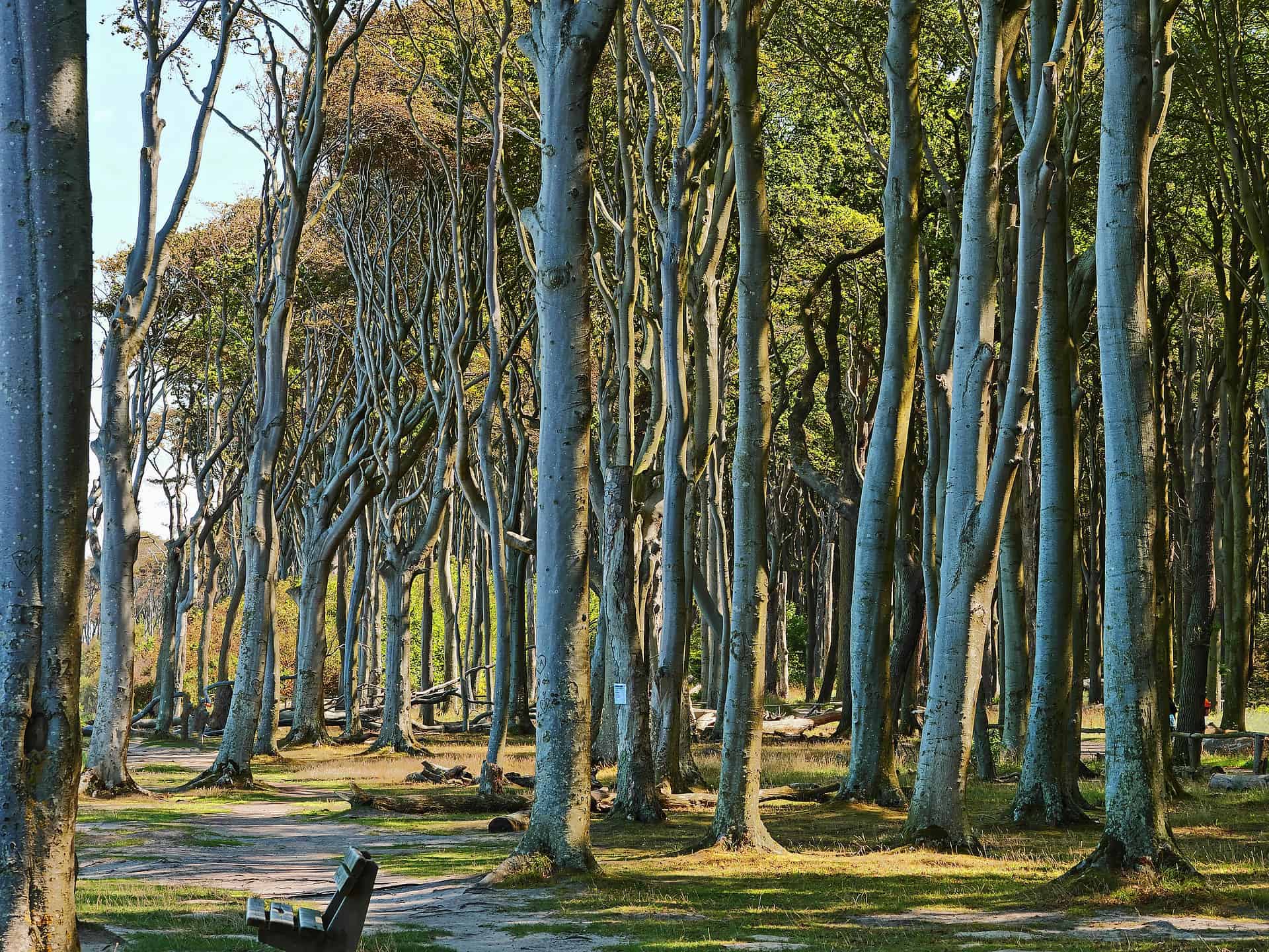 gespensterwald,nienhagen,ostsee,natur,wald,bäume,geäst,baumstamm,licht,landschaft,naturdenkmal,küste,ostseeküste,