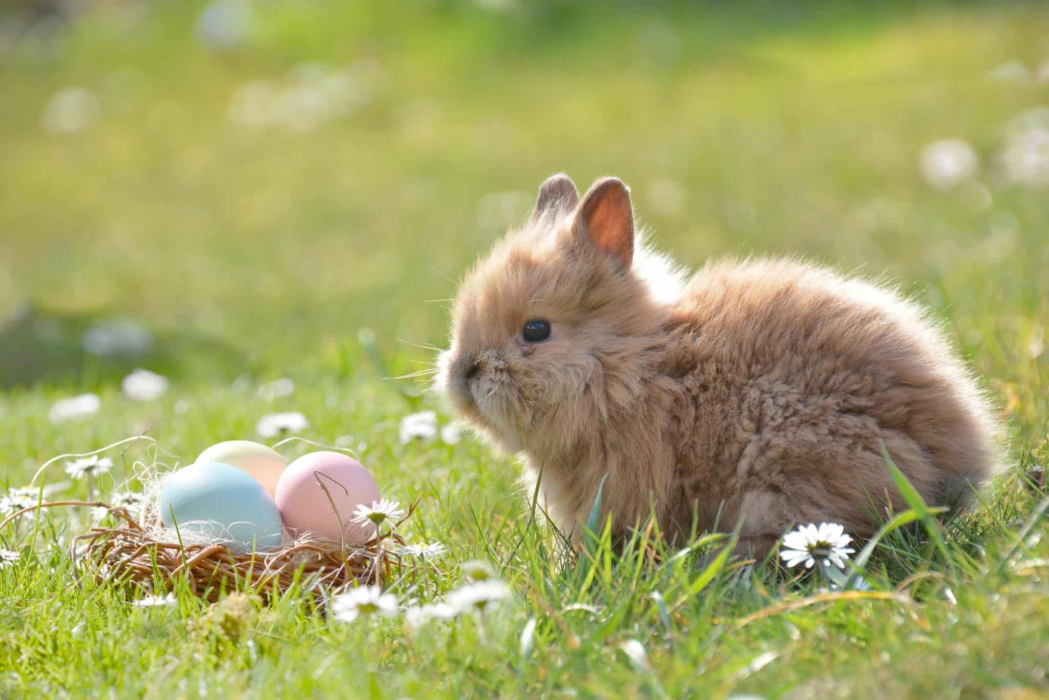 ostern, osterhase, ei