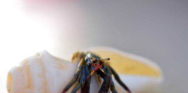 Darmkrebs, Vorsorge und Risiko — 12 Symptome die du kennen solltest. darmkrebs, krebs, einsiedlerkrebs, muschel