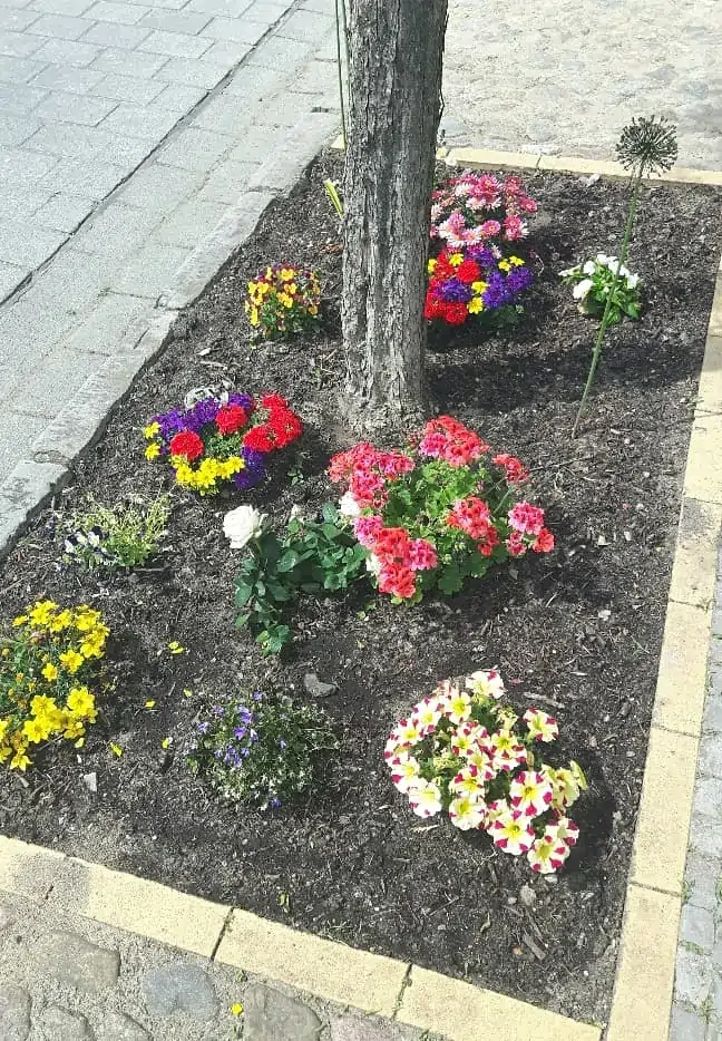 7. Brandenburger Landesgartenschau: LAGA-Beelitz-Blumen-an-Stadtbaeumern