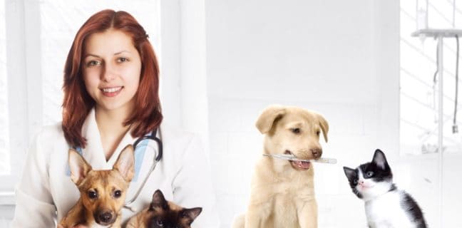 Animal Doctors: The Heroes We Need Tierarzt
