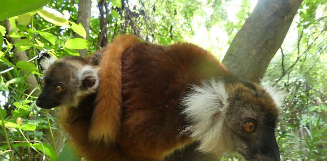 Im Land der Lemuren – 12-2023 Im Land der Lemuren – Mohrenmakis