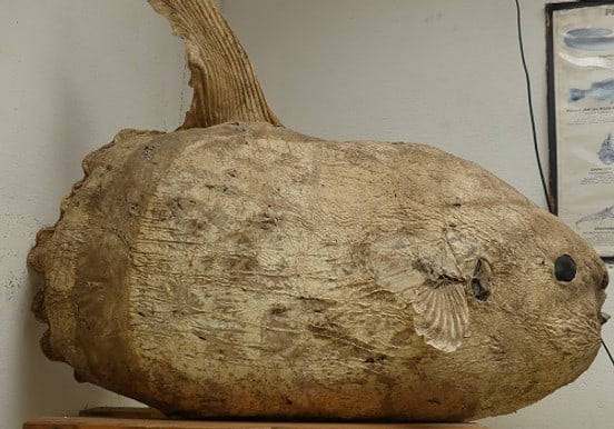 Mondfisch im Ozeanografischen Museum