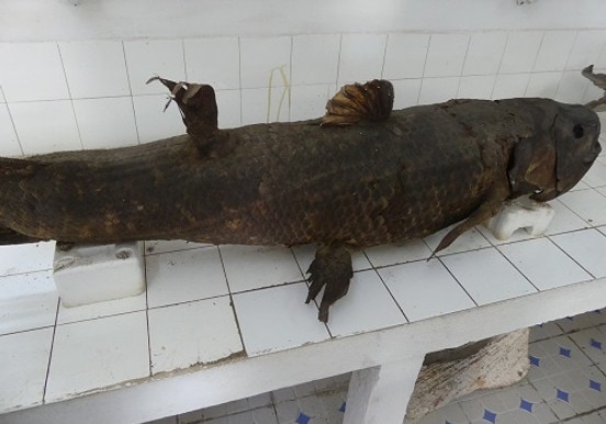 Quastenflosser im Ozeanografischen Museum