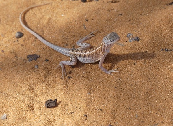 Bewohner des Wüstenwaldes - die Dreiaugenechse