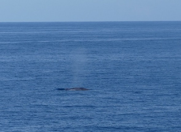 Ein Blauwal atmet aus
