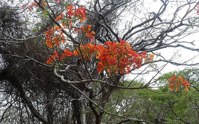 Flammenbaum - Flamboyant