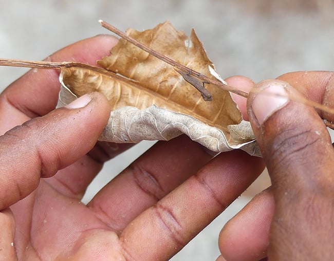 Daumennagelgroßes Chamäleon Brookesia Micra