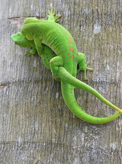 Schwer beschäftigte Leguane