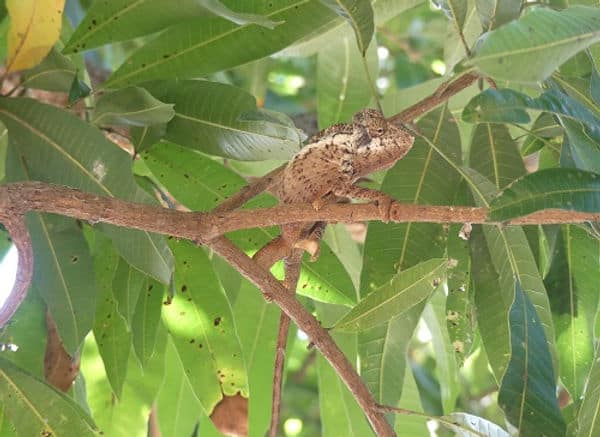 Gut getarntes Chamäleon