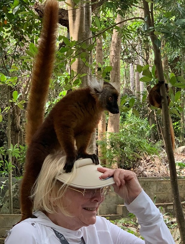 Mohrenmaki auf einem Hut