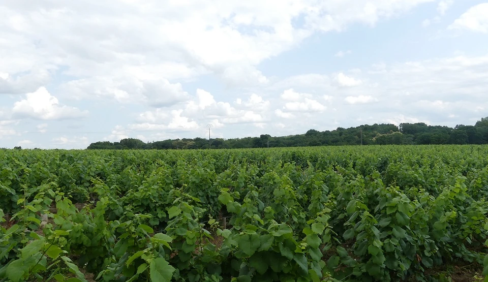 Weinfelder von Chéreau Carré