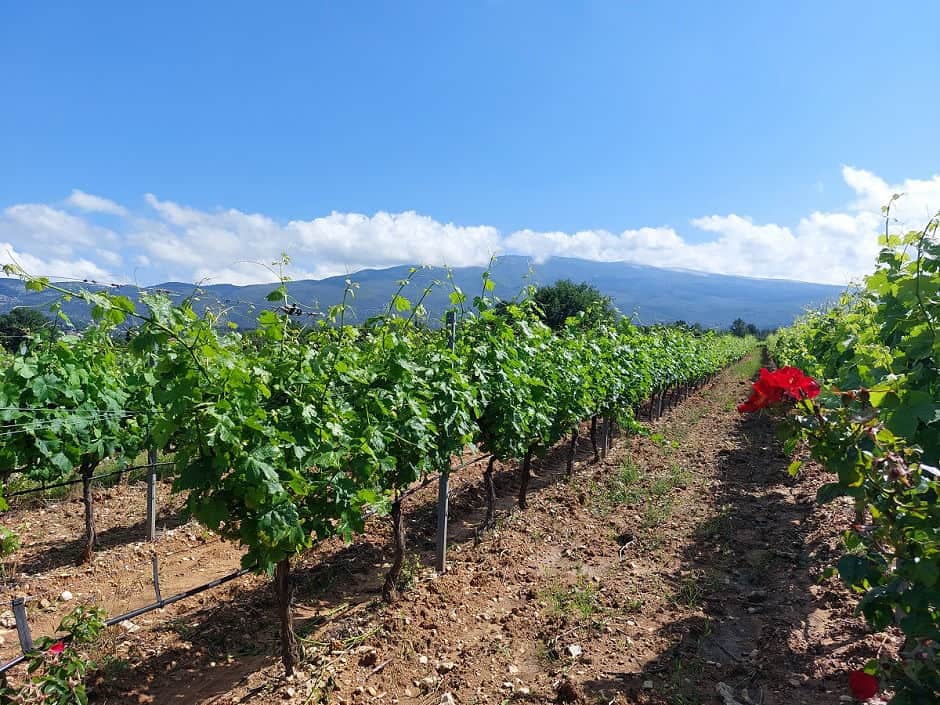 In den Weinbergen von Bélézy mit Blick auf den Mont Ventoux