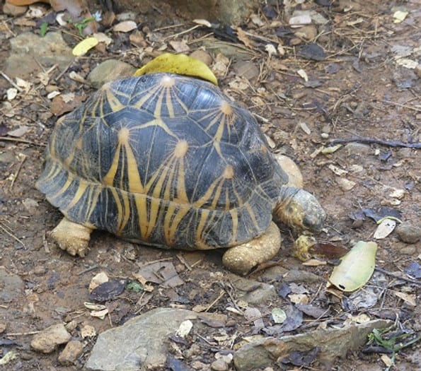 Strahlenschildkröte