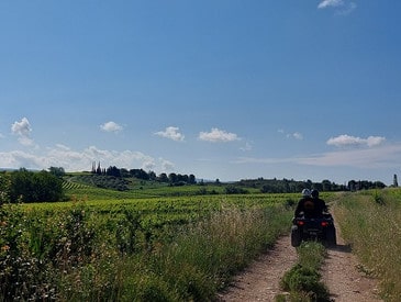 Mit dem Buggy durch die Weinfelder