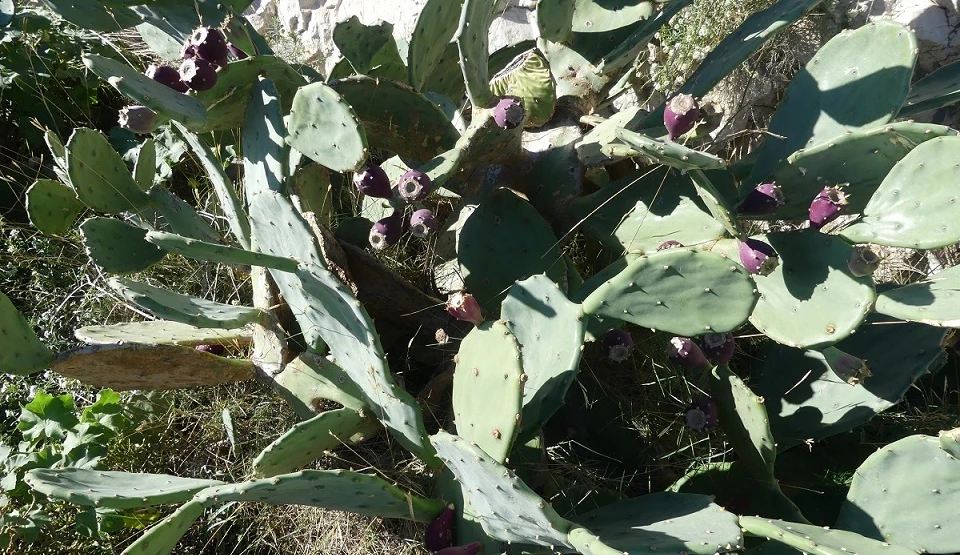 Flora auf den Frioul-Inseln