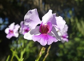 Im Jardin du Roi Garten