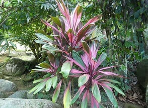 Im Jardin du Roi Garten