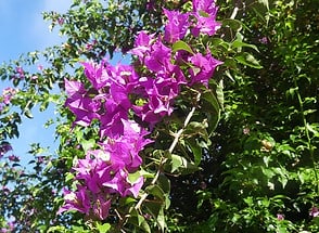 Im Jardin du Roi Garten