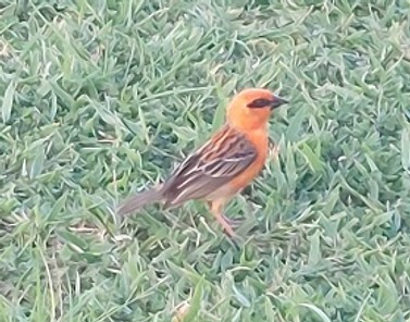 Madagaskar-Webervögel