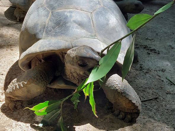 Aldabra Riesenschildkröte
