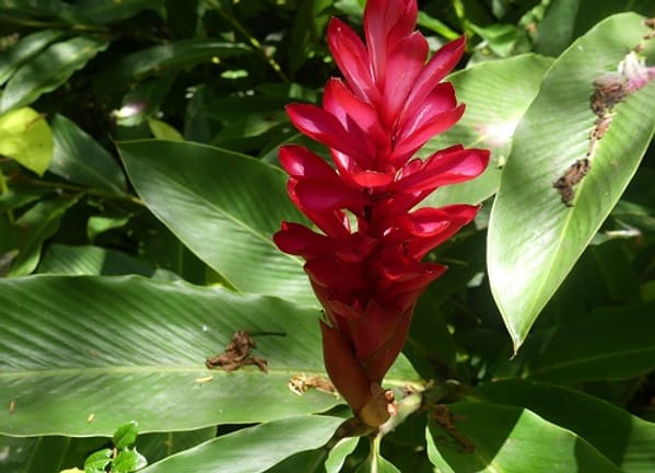 Im Botanischen Garten von Victoria