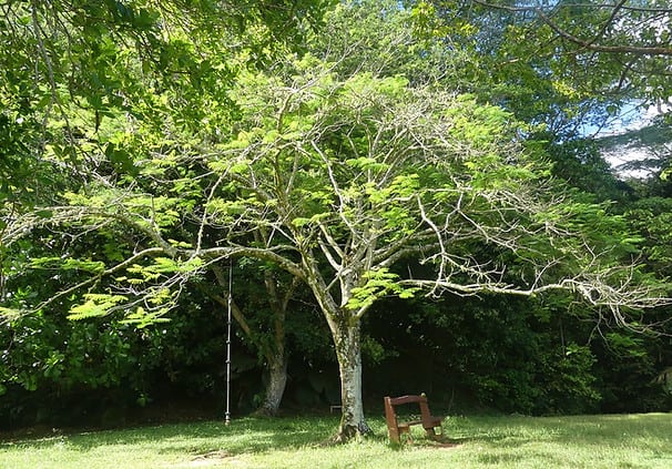 Im Jardin du Roi Garten