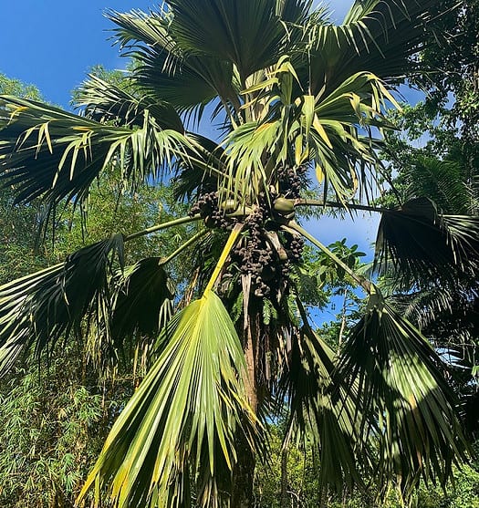 Die Coco de Mer Palme
