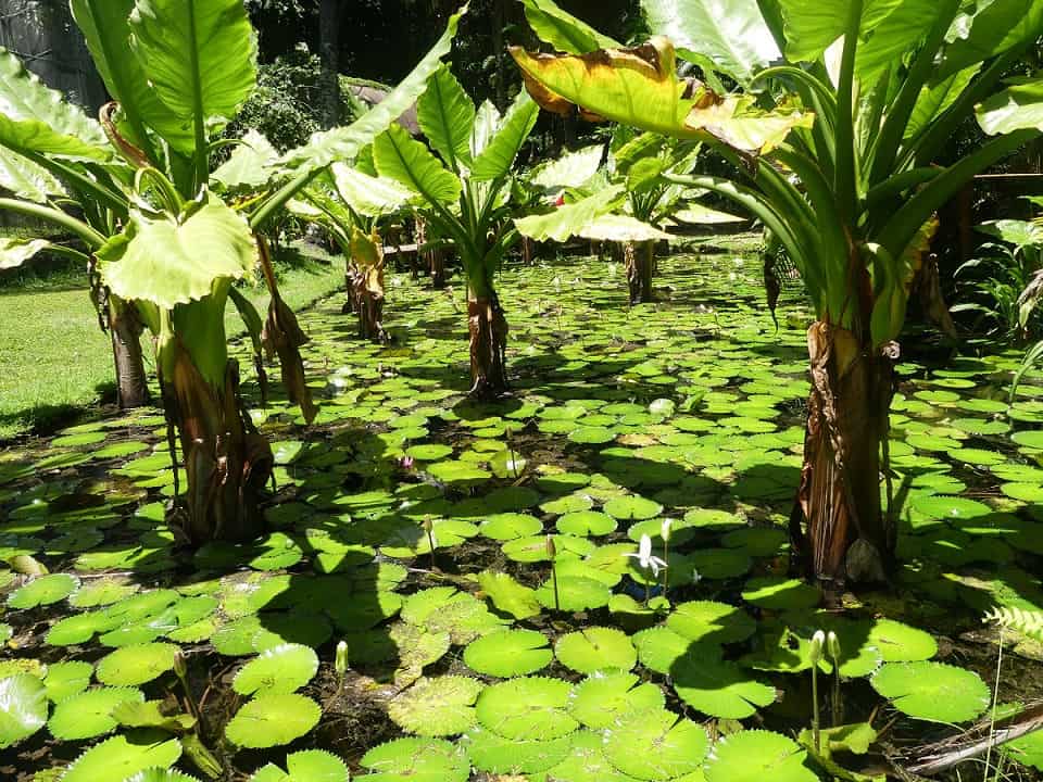 Im Botanischen Garten von Victoria