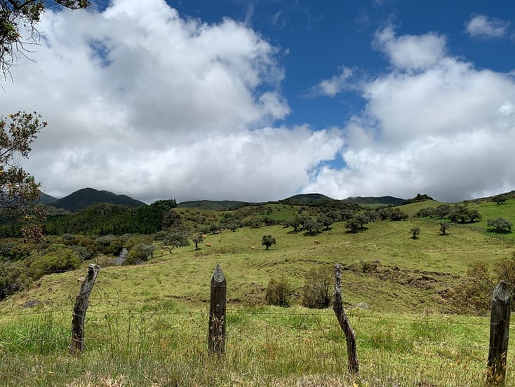 Weidewirtschaft auf Réunion