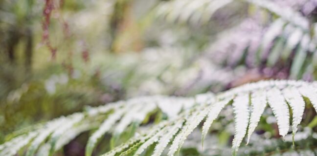 Top 20 Sehenswürdigkeiten von Costa Rica für den Familienurlaub Photo Costa Rican rainforest