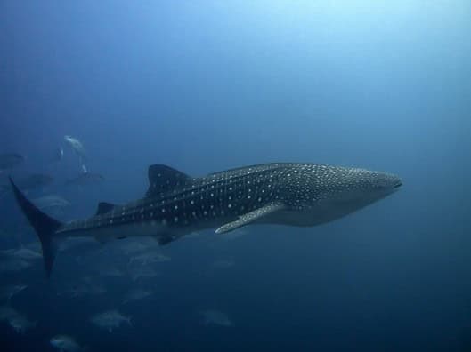 Top 20 Sehenswürdigkeiten von Ecuador für den Familienurlaub Photo Galapagos Islands