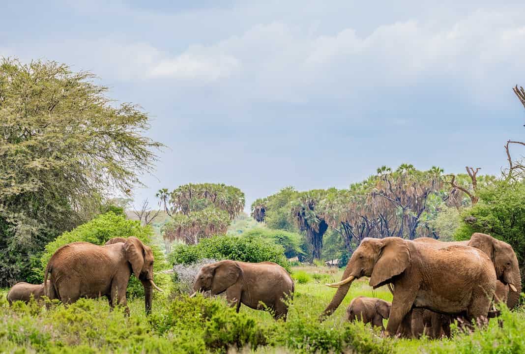 Top 20 Sehenswürdigkeiten von Botsuana für den Familienurlaub Photo Family Safari