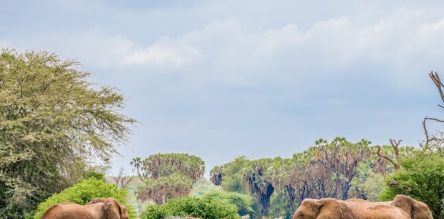 Top 20 Sehenswürdigkeiten von Botsuana für den Familienurlaub Photo Family Safari