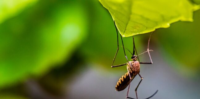 Schütz dich vor der asiatischen Tigermücke Photo Mosquito repellent