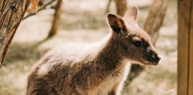 Tipps für Familienreisen in Deutschland: Entdecke die besten Reiseziele! Photo Family hiking