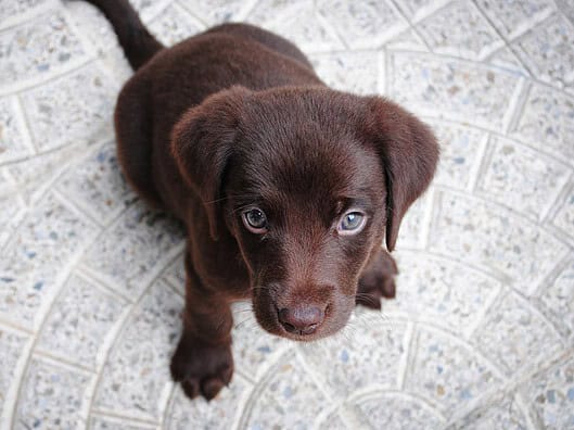 Hast du einen Lieblingslehrer in der Schule? Photo Teachers pet