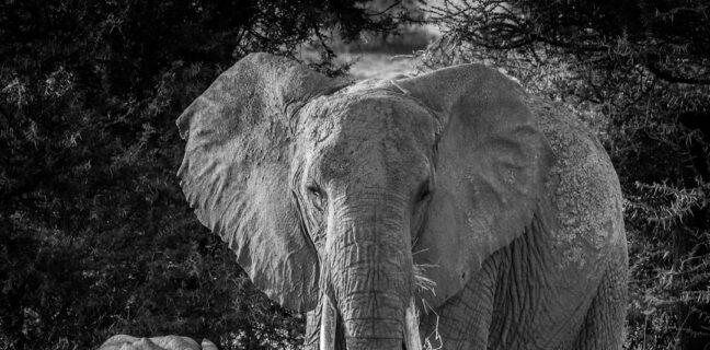 Top 20 Sehenswürdigkeiten von Namibia für den Familienurlaub Photo Family Safari