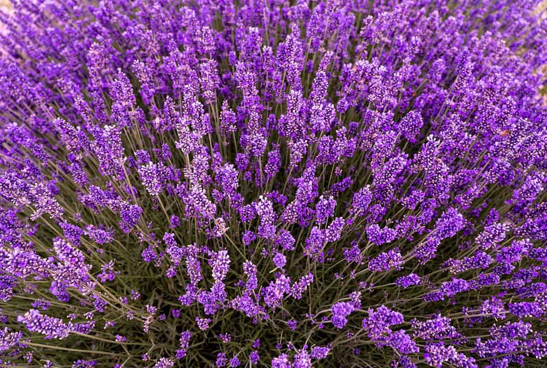 Entdecke alternative Medizin: Meine Erfahrungen Photo Herbal remedies