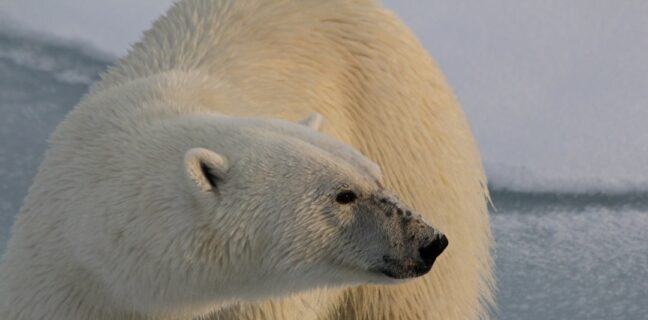 Top 20 Sehenswürdigkeiten von Spitzbergen für den Familienurlaub Photo Polar bear