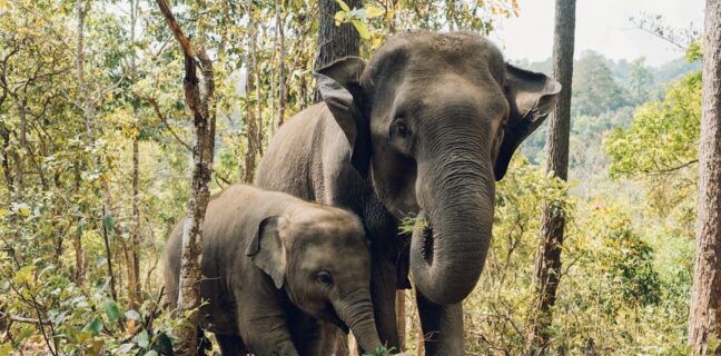 Top 20 Sehenswürdigkeiten von Südafrika für den Familienurlaub Photo Family Safari