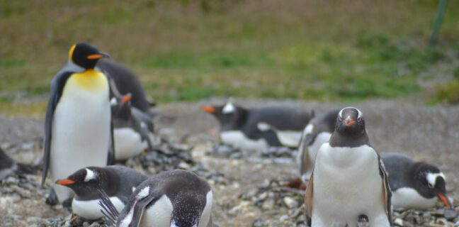 Top 20 Sehenswürdigkeiten von Südgeorgien und die Südlichen Sandwichinseln für den Familienurlaub Photo Penguins