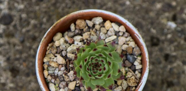 Die perfekte Hochzeitslocation finden – Tipps und Ideen Photo Outdoor garden